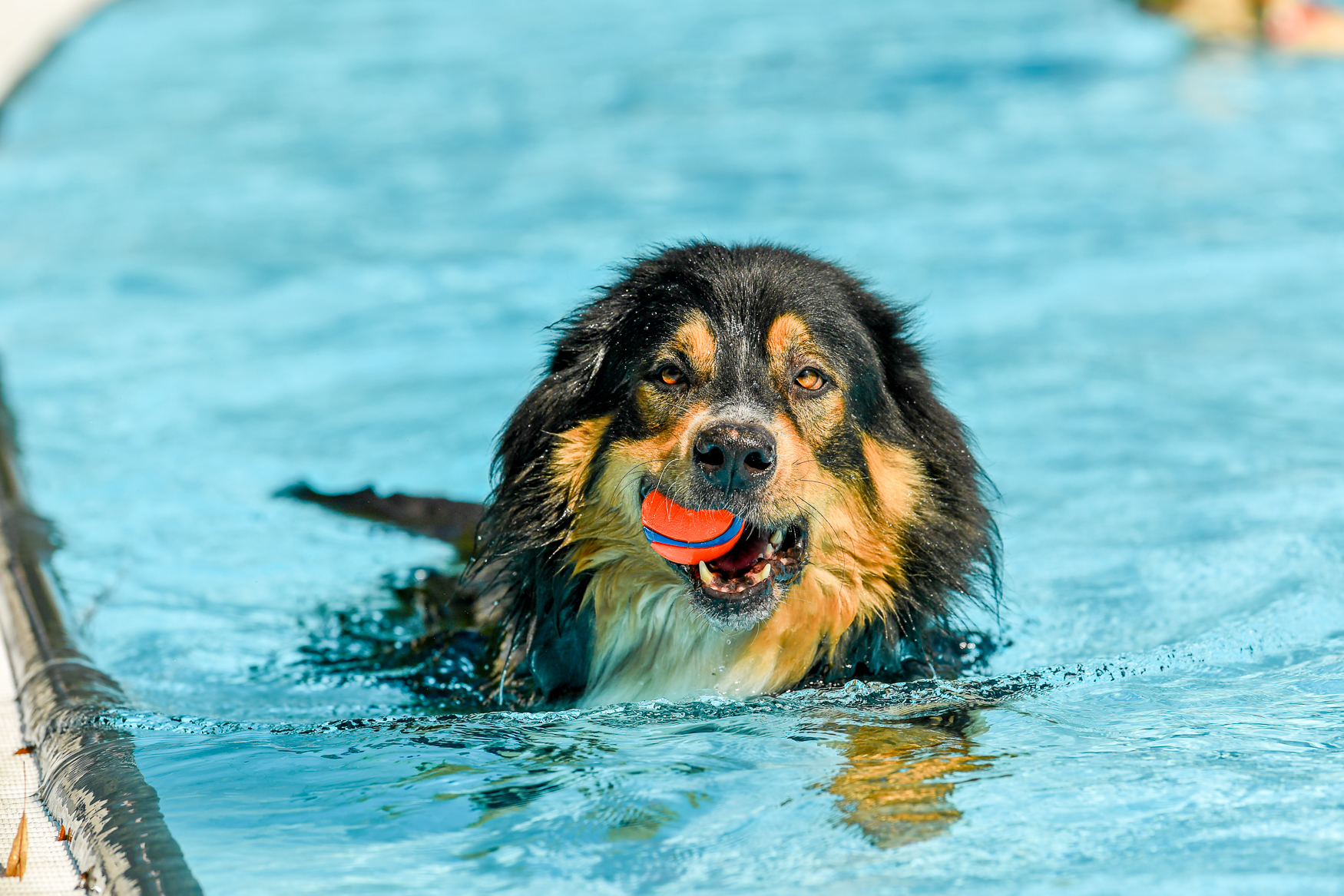 LEVDog 2026